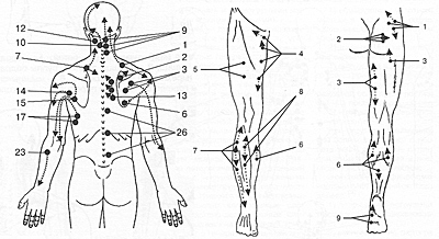 Лимфоузлы на пояснице. Схема триггерных точек на теле человека. Триггерные точки на спине схема. Триггерные точки на теле карта.